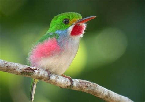 Cuba's Smallest Bird - The Bee Hummingbird