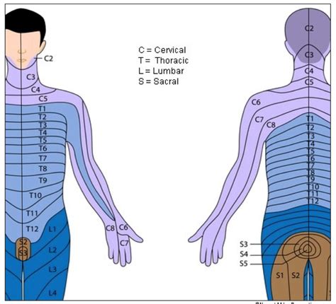 Shoulder Dermatome Map - Dermatomes Chart and Map