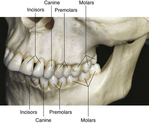 Human Teeth Anatomy