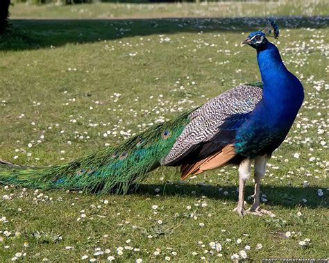 Visitor For Travel: Beautiful Peacock Wallpapers Free Download