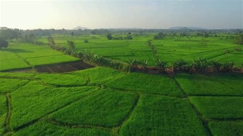 171 Sri Lanka Rice Cultivation Stock Video Footage - 4K and HD Video Clips | Shutterstock