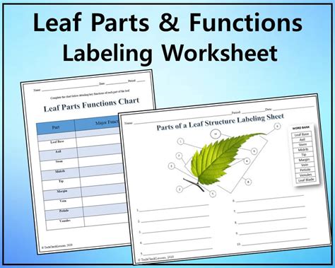 Parts of a Leaf Structure & Functions Labeling Worksheet Science Editable DIGITAL DOWNLOAD - Etsy