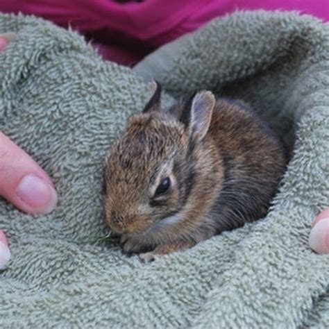 How To Take Care Of Baby Rabbits - Askexcitement5