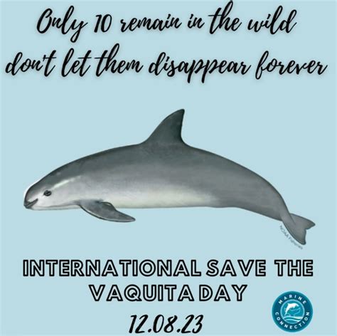 Vaquita porpoise facing extinction | Marine Connection