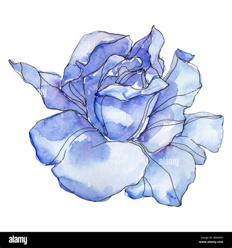 Blue rose floral botanical flower. Wild spring leaf wildflower isolated. Watercolor background ...