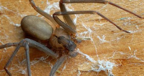 Chilean Recluse Spider: Identification, Traits, & Pictures | Beyond The Treat