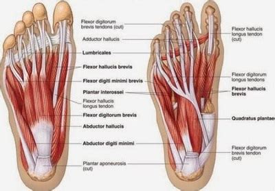 Foot Tendon Anatomy Diagram