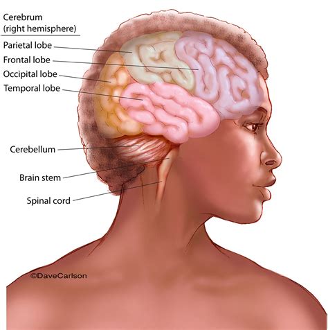 Human Brain (lateral view with colored cerebral lobes) | Carlson Stock Art