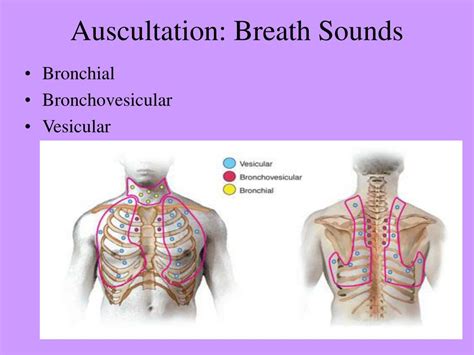 Auscultation lung sounds - tolfshed