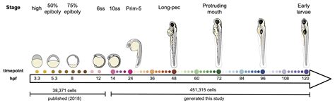 Zebrafish Embryo Stages