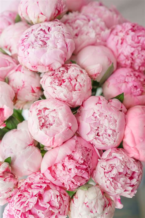 Pink Peonies Wallpapers - Wallpaper Cave