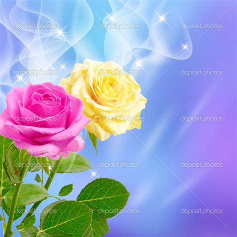 Hot Pink And Yellow Roses