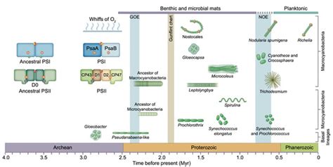 On the origin of oxygenic photosynthesis and cyanobacteria (New Phytol) | Plantae