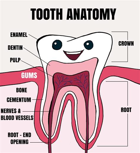 The Teeth | Create WebQuest