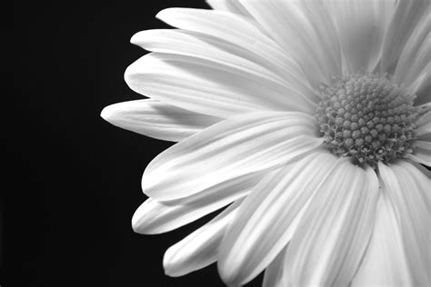 🔥 [40+] Black and White Daisy Wallpapers | WallpaperSafari