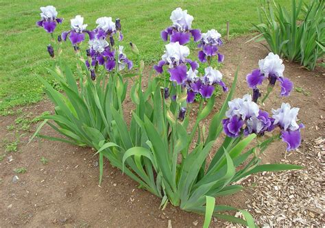 Bearded Iris Facts and Health Benefits