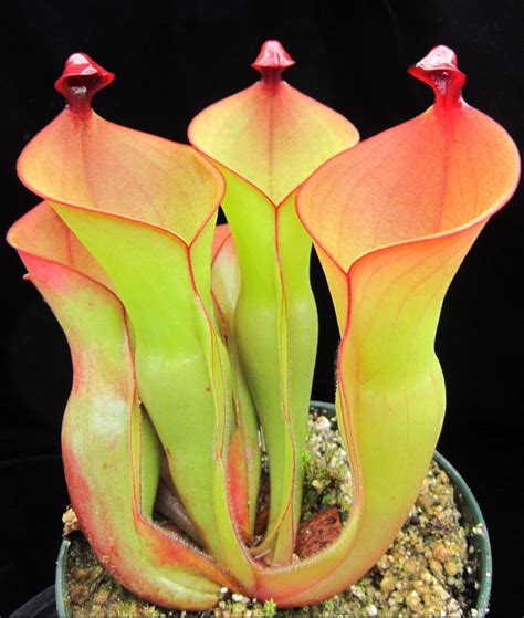 Heliamphora ionasi - Carnivorous Plant Resource