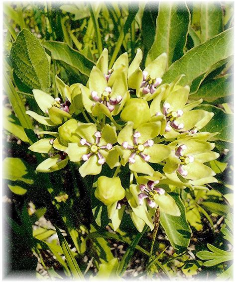 Photos - Bluebonnets Fields and other Texas Wildflowers in the Spring | HubPages