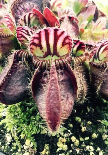 Terrifying carnivorous plants - Telegraph