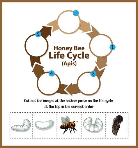 Diagram showing life cycle of Honey Bee Apis 2189077 Vector Art at Vecteezy