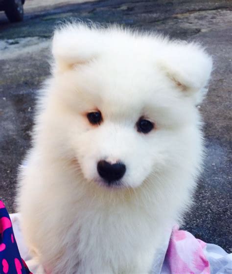 Samoyed Puppies For Sale | West Leonard Road, Addison Township, MI #177483