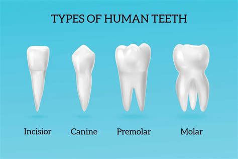 Types Of Teeth Types Of Teeth In Humans Diagram And Functions | Porn Sex Picture