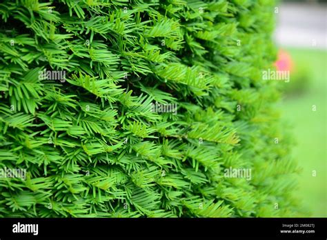 Close up on Taxus baccata, European yew hedge textured background. Yew Hedging. Pruning Yew ...