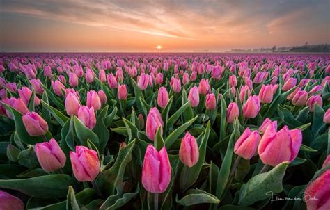 Wallpaper field, Rosa, Spring, morning, tulips, Netherlands images for desktop, section цветы ...