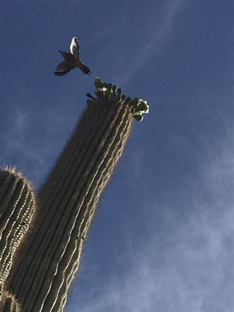 Bird flying from nest in a Saguaro Cactus | Smithsonian Photo Contest | Smithsonian Magazine