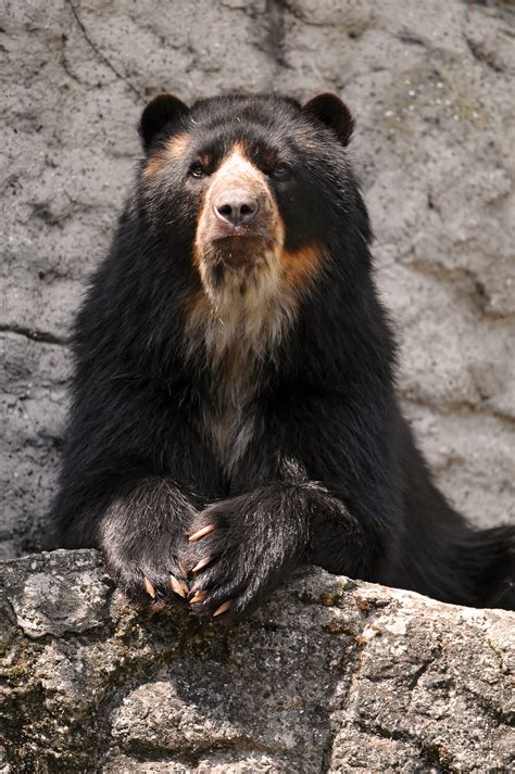 Spectacled Bear | Bear Legend