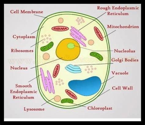 Anatomy Of A Plant Cell