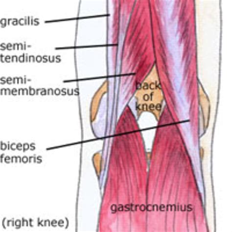 Anatomy of the knee (Bones Muscles Arteries Veins Nerves) - HubPages