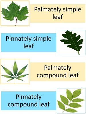 Difference Between Simple and Compound Leaves (with Comparison Chart, Video & Types) - Biology ...