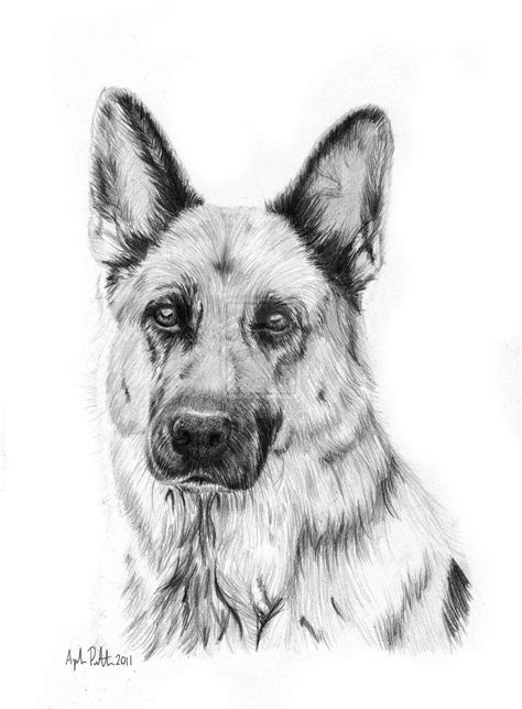 German Shepherd Simple Dog Drawing - Hadza Property