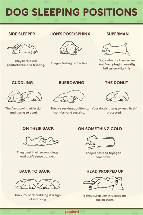 Dog Sleeping Positions Meanings & Chart: 10 Positions Explained in 2023 | Dog sleeping positions ...