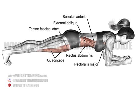 Front plank exercise instructions and videos | Weight Training Guide