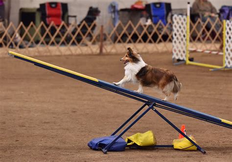 5 Signs Your Dog Is Ready To Try Agility