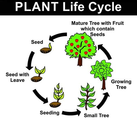 [DIAGRAM] Corn Plant Life Cycle Diagram - MYDIAGRAM.ONLINE