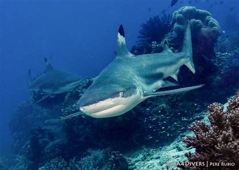 Blacktip Reef Shark | Reef shark, Shark, Marine animals