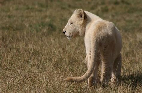 20+ White Albino Lion Cub Stock Photos, Pictures & Royalty-Free Images - iStock