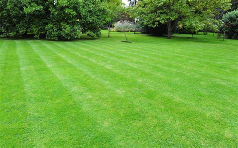 Care for Your Bermuda Grass - Turf Masters Lawn Care | Bermuda grass, Lawn care business, Lawn care