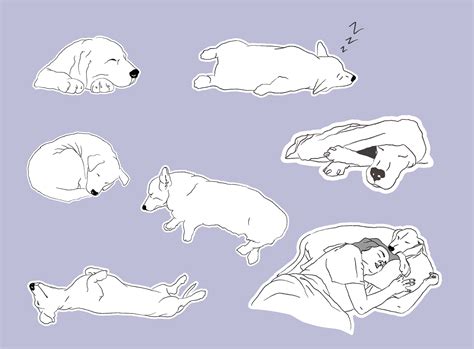 7 Common Dog Sleeping Positions & What They Mean – Furtropolis