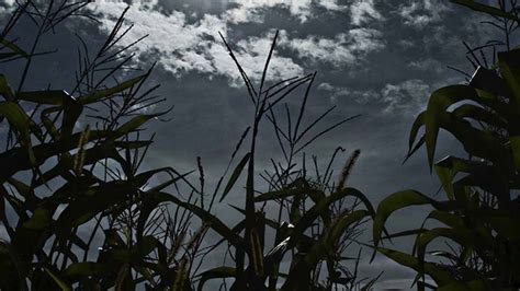 It's HAUNTED! - Shelby Corn Maze