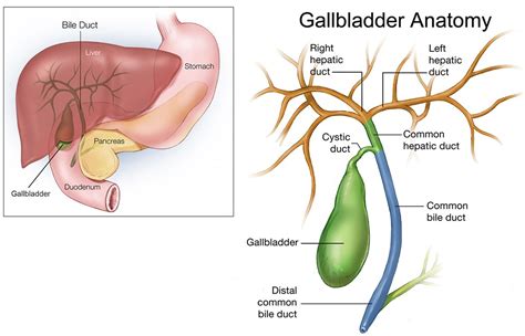 Gallbladder Pain & Problems - Causes, Symptoms, Diganosis, Treatment