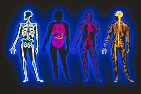 Anatomy & Physiology Course Overview – Distance Learning Systems. INC