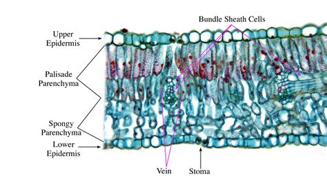 Pinus Leaf Cross Section Labeled