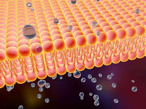 Fast Facts about the Cell Membrane | Britannica