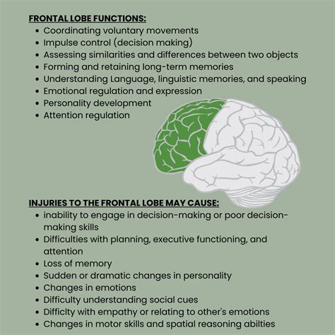 Frontal Lobe Functions - Life After Stroke - American Stroke Foundation