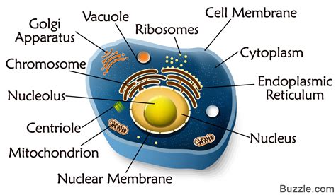 A Quick Guide to the Structure and Functions of the Animal Cell