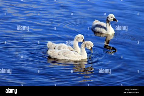 Three Black Swan Cygnets Stock Photo - Alamy